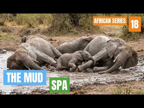 These Elephants Found the Perfect African Mud Spa #babyelephant #africa #wildlife