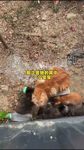 小猫的腿受伤长蛆，猫妈每天找人类寻求帮助，小猫的腿治疗了9天后伤口终于恢复#猫咪#流浪猫救助 #明仔团队 #流浪猫领养 #明仔团队流浪猫基地1
