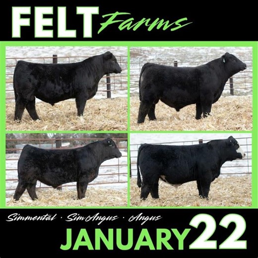 Felt Farms | January 22, 2026