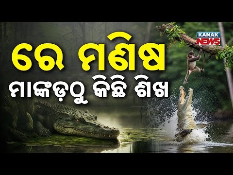 Special Report: Heroic Monkeys Save Friend from Crocodile in Kendrapara Forest | Incredible Rescue