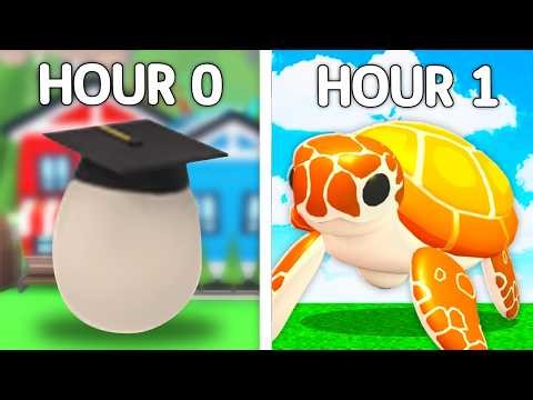 Trading from NOTHING to SEA TURTLE WITHOUT CHAT!