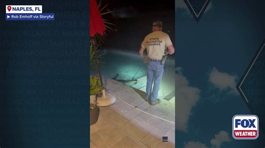 See it: Alligator caught swimming in Florida family's pool