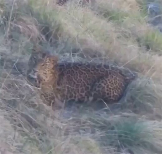 A photographer decided to test his 100x zoom — and accidentally spotted a leopard that had been staring right at him the whole time.