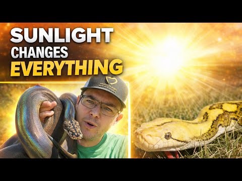 Taking My Snakes Outside… The Colors Are INSANE!