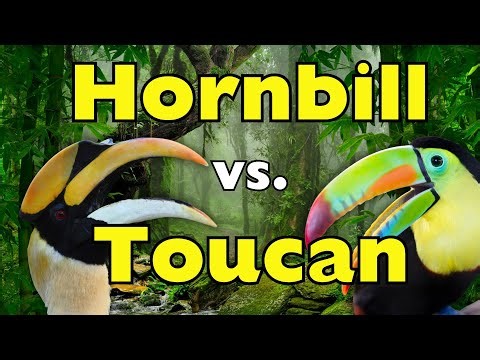 Hornbill vs Toucan: Same Beak, Different Worlds