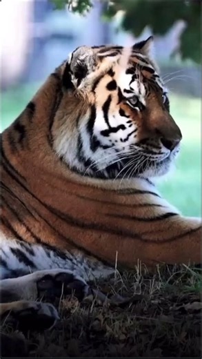 LUNCHTIME WITH ALTAI THE TIGER, BACK ON HIS WOODEN PLATFORM
