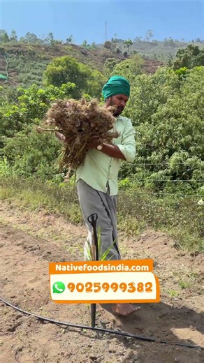 அறுவடைக்கு முன்னாடியே 200 கிலோ மலைப்பூண்டு order வந்துருச்சு 🧄 | Kodaikanal garlic | 📞 9025999382