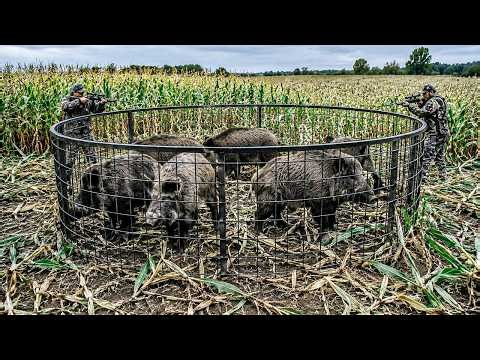 Wildschweine verwüsten Maisfelder – So schlagen Landwirte endlich zurück