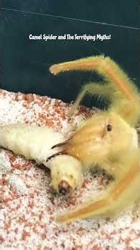 Camel Spider & The Terrifying Myths! #camel #spider #mythology #animals #dessert #facts #chase