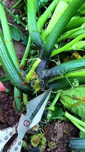 Precision Zucchini Vine Trimming: Maximizing Crop Yield! 🥒