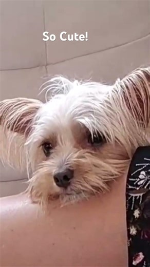 So cute #youtubeshorts #doggielife #puppy #dog #yorkshireterrier #yorkie #pets #ytshorts #dogshorts
