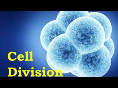 Cell Division Explained Simply | Mitosis & Meiosis | Biology for Students