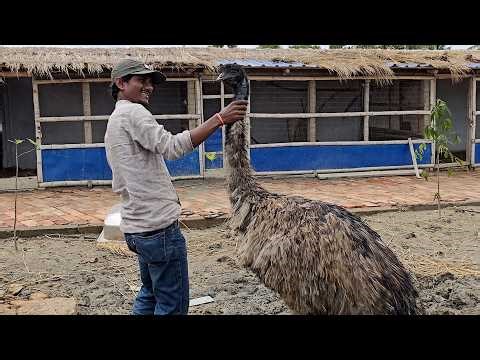 Huge Birds Finally Reached At Our New Farm.