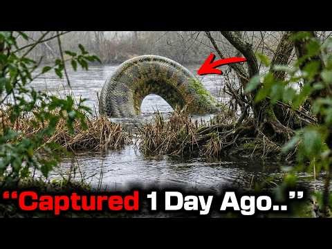 Scientists Found NEW Anaconda Species TWICE The Size Of Titanoboa And It's Still Growing!