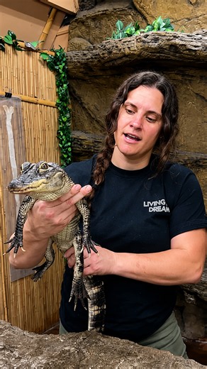 Tiny alligator shows serious predator instincts from its first bite