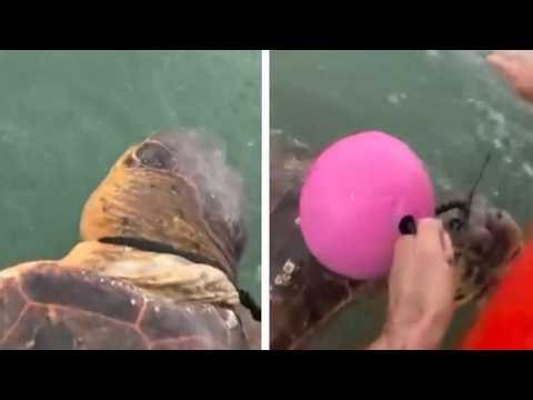 Coast Guard Rescues Sea Turtle Tangled In Crab Pot Line
