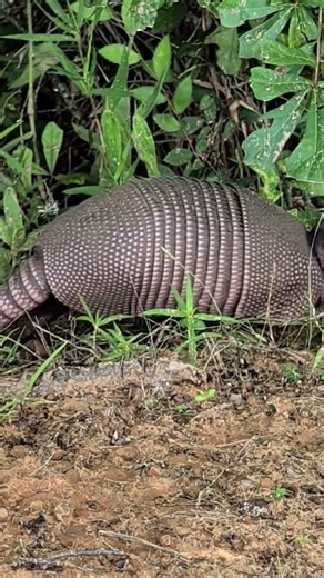 Rare Armadillo Sighting by a Texas Lake 🌅