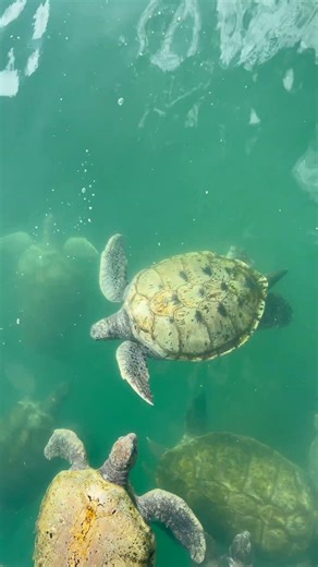 Gentle Giants - Majestic Sea Turtles