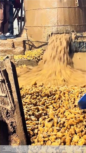 Ginger cleaning – good tools and machinery improve work efficiency.