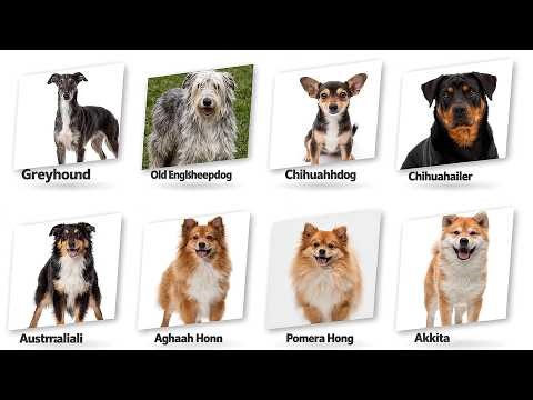 25 Dog Breeds Explained in Detail 🐶 | Facts, Traits & Surprising Things You Didn’t Know
