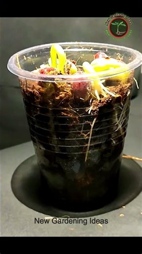 Tree growth time lapse video | Time lapse |