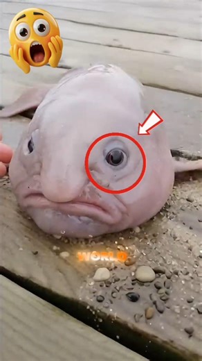 😨 Why Is This Fish Called the Ugliest in the World?