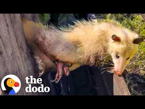 Mama Opossum And Her Babies Trapped Between Two Fences | The Dodo