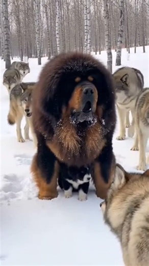 Breathtaking Moment: A Pack of Wolves Gather Around a Gentle Giant Dog** 🐺🐾 #WolfPack #GentleGiant