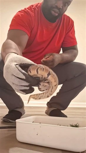 I like my snake #ballpython