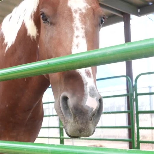 Meet Lucero, a rescued gelding looking for an experienced horse owner to call home