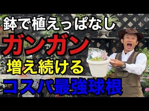 【鉢が余ってたら即植え】ズボラで楽しめる秋植え球根教えます　　　　　　　　　【園芸超人カーメン君】【ガーデニング】【初心者】