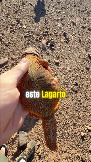 ¿Por qué un color tan Excesivo?