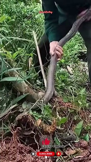 The Majesty of the Crawling King.. A Breathtaking Shot! 🐍✨