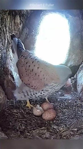 crow broke one of a falcon's eggs and flew