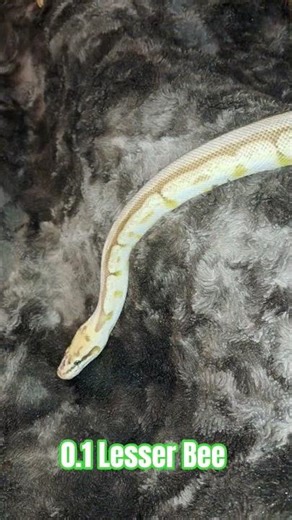 0.1 Lesser Bee #lesser #bee #spider #ballpython #ballpythons #snake #reptiles #python #serpent #ball