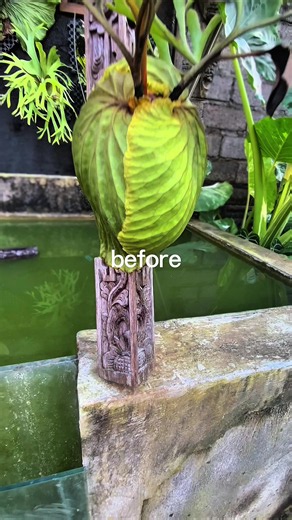 Perawatan Platycerium Simbar: Tumbuh Kembali dengan Waktu