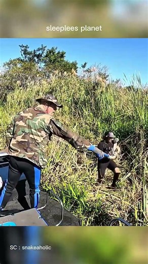he caught a giant python with one jump ! 🐍 #shorts #wildlife #snake