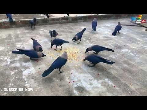 Wonderful Crows Feeding Scenes,| Crows Sounds and Voices , Crow Calling Very Loudly, Part 111