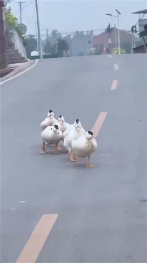 Duck Parade Stops Traffic 🦆😂 | Funny Road Moment