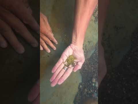Super gold mine ,! Lots of gold