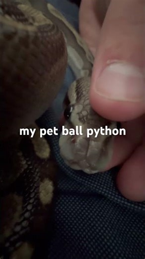 ball python