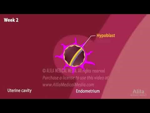 Week 2 embryo development