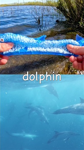 Kids Learn | Sea Animal Names at the Lake: Dolphin Turtle Pufferfish Boxfish Squid
