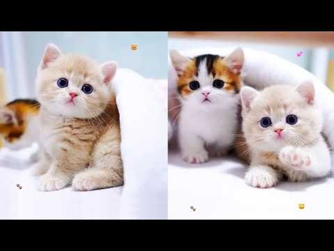 🐱 Cute Funny Kittens Live | Endless Cute Cat Moments 😻 | Part 3