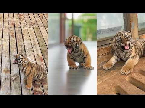 Tiny Tigers, Big Roars 🐯 | The Cutest Baby Tiger Roaring Compilation
