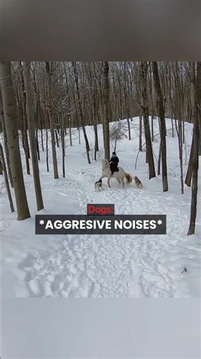 Dogs Attacking Horse!