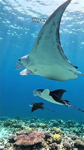 The Most Curious Giant Manta Rays in the Ocean!