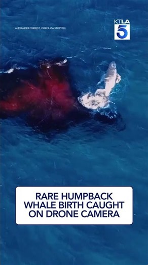 Rare humpback whale birth caught on drone camera