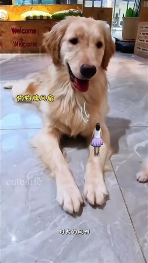 choti gyi dog kharidne