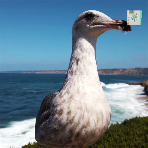 Why Seagulls Can Drink Salt Water Without Dying
